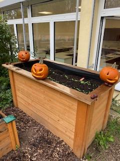 3 Kürbisse auf einem Hochbeet