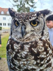 Nahaufnahme eiiner Eule