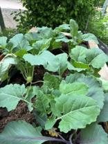 Wachsender Kohlrabi