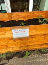Ein Hochbett mit dem Hinweißschild, dass dort Tomaten und Gurken wachsen